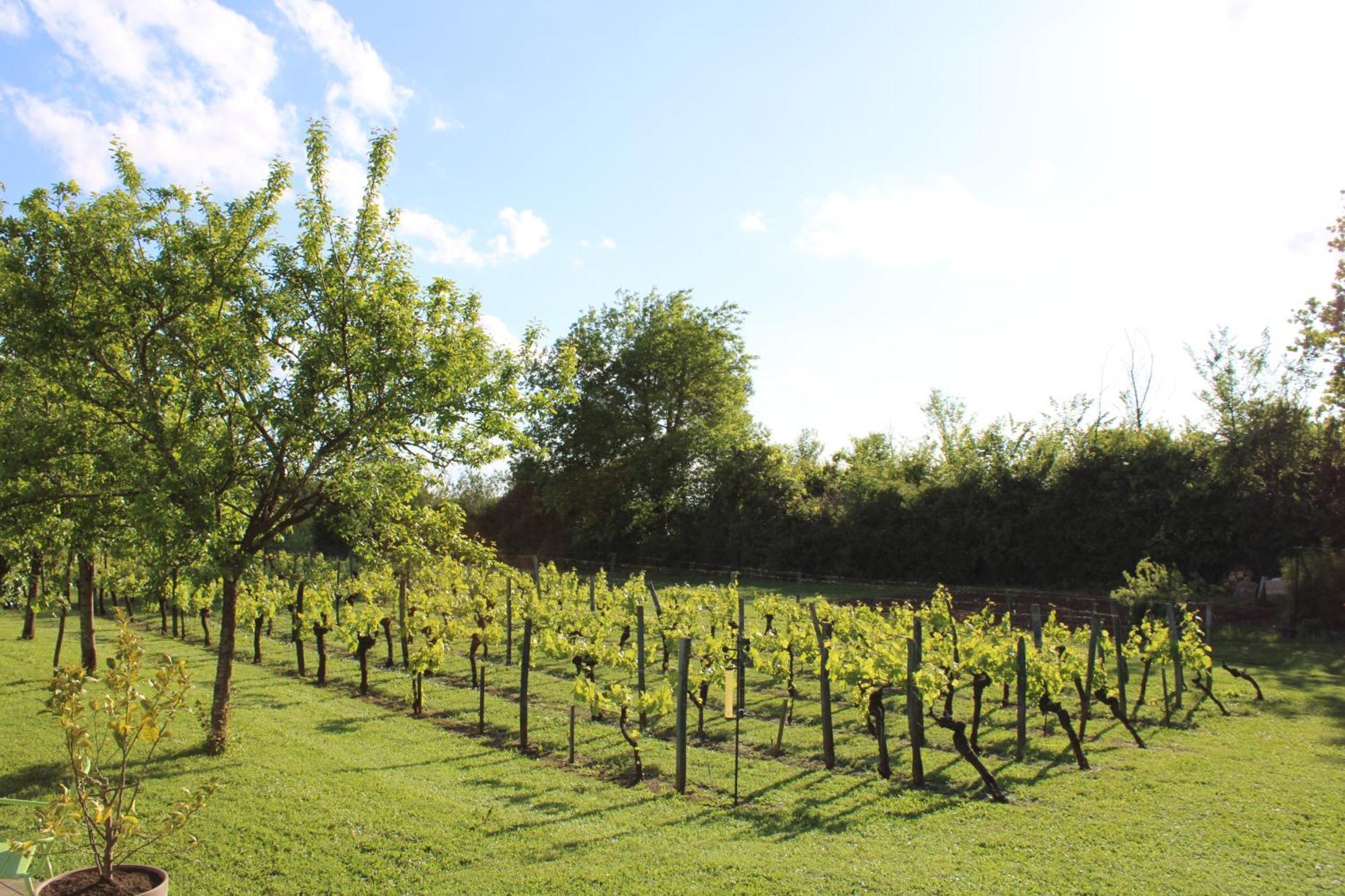 La Vigneraie De Laura Sainte-Colombe (Gironde) Exterior foto